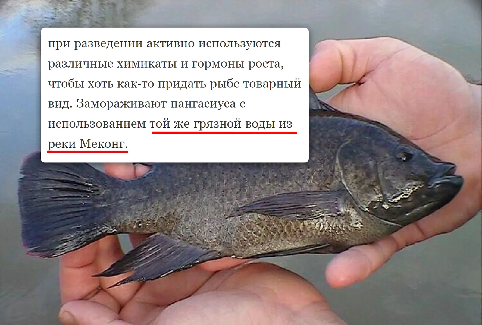 Претензия к пангасиусу: химикаты и вода из Меконга