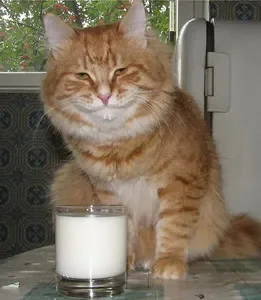 Кот рядом со стаканом молока