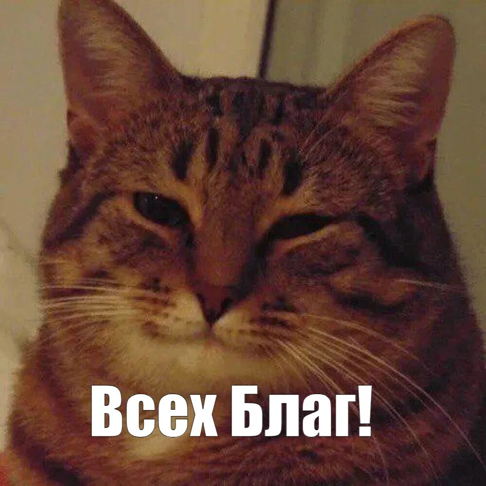 Кот с надписью «Всех благ!»