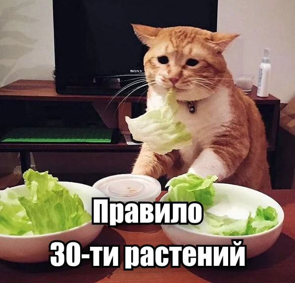 Кот перед овощами: правило 30 растений
